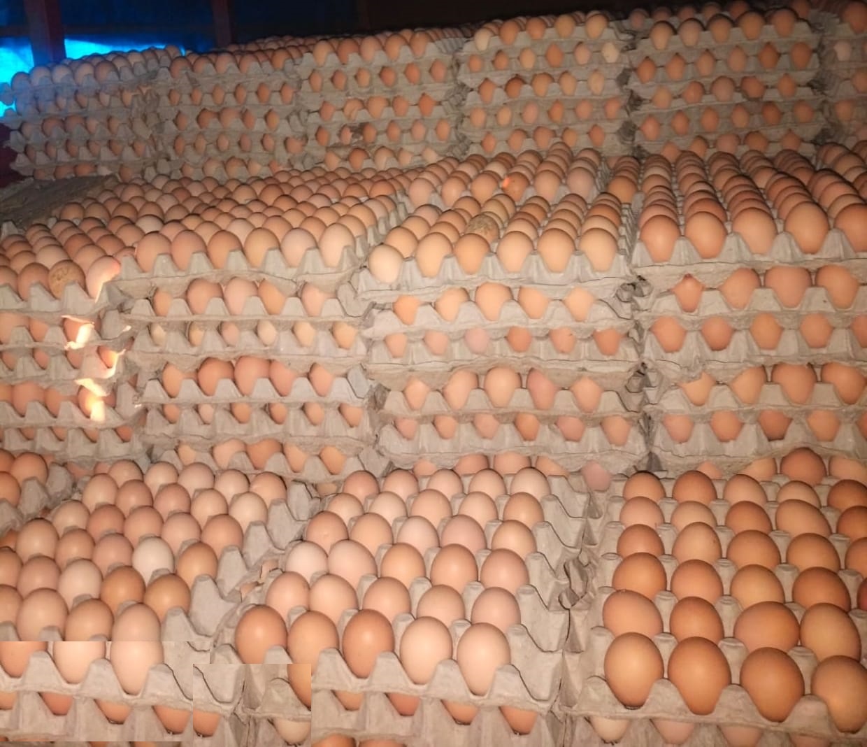 High Protein Eggs